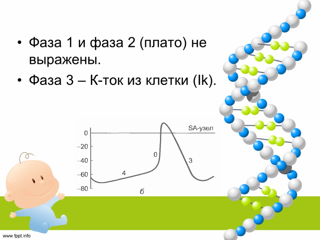 Фаза 1 и фаза 2 (плато) не выражены. Фаза 3 – К-ток из клетки